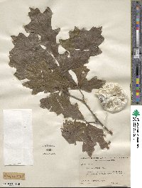 Quercus lyrata image