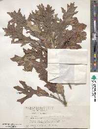 Quercus lyrata image