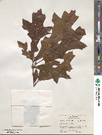 Quercus lyrata image