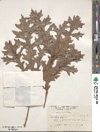 Quercus lyrata image