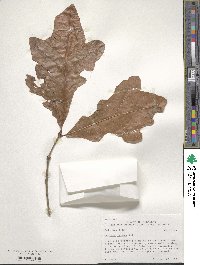 Quercus lyrata image