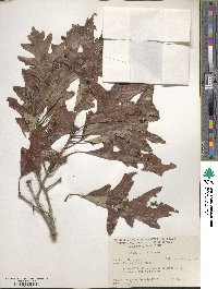 Quercus lyrata image