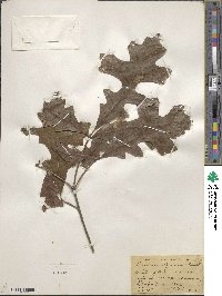 Quercus lyrata image