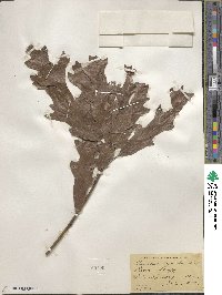 Quercus lyrata image