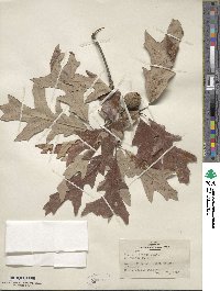 Quercus lyrata image