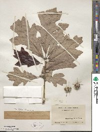 Quercus lyrata image