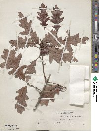 Quercus lyrata image