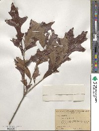 Quercus lyrata image