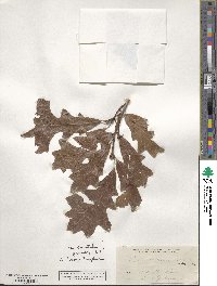 Quercus lyrata image