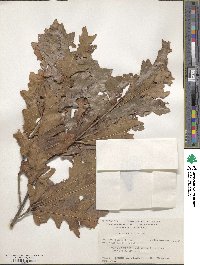 Quercus lyrata image