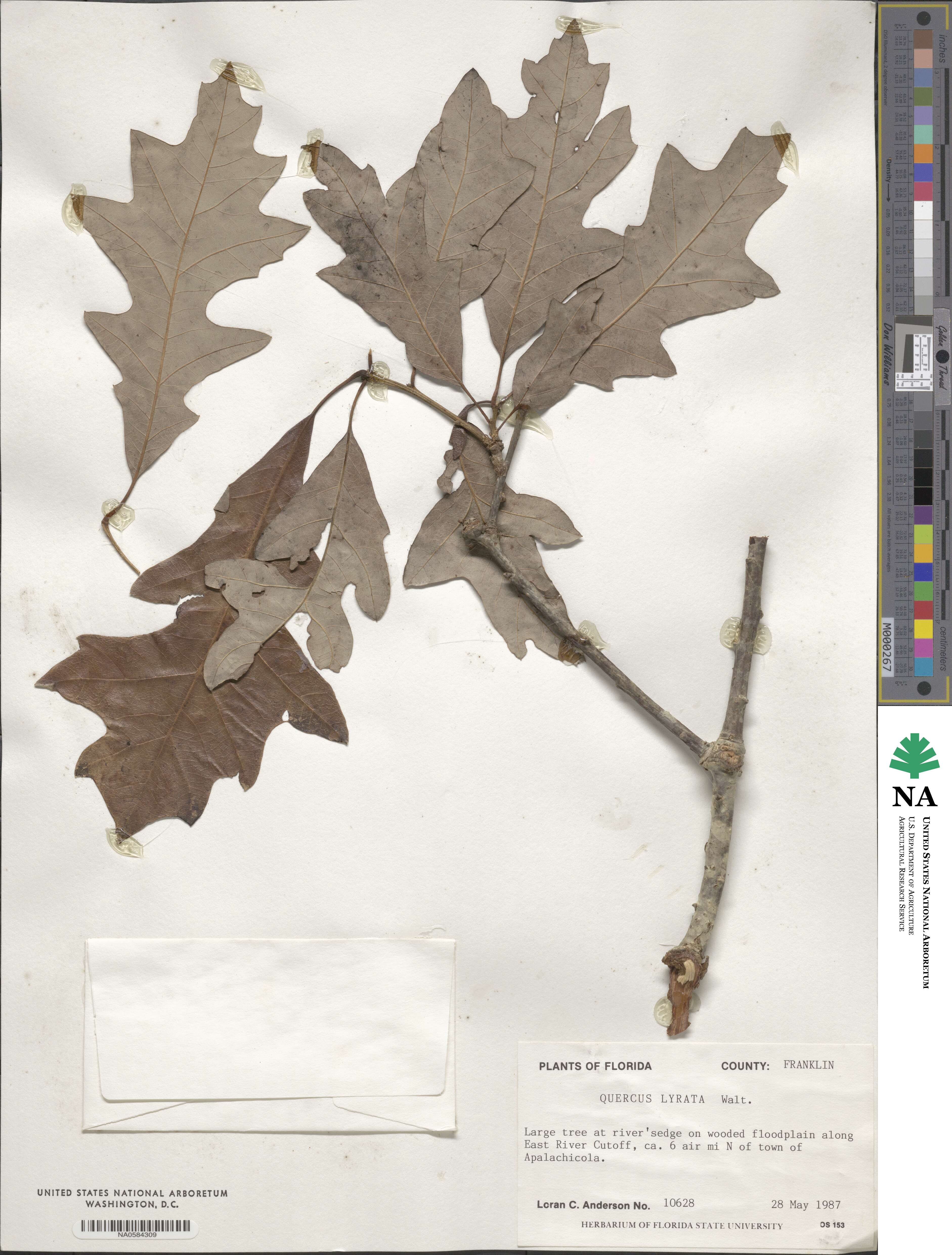 Quercus lyrata image