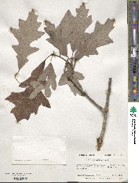 Quercus lyrata image