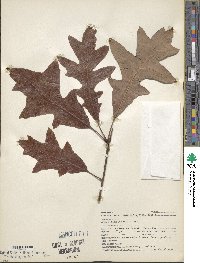 Quercus lyrata image