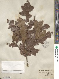 Quercus lyrata image