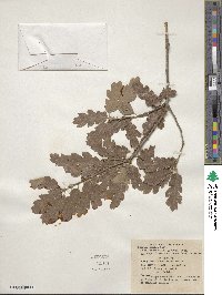 Quercus × macdonaldii image