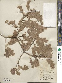 Quercus × macdonaldii image