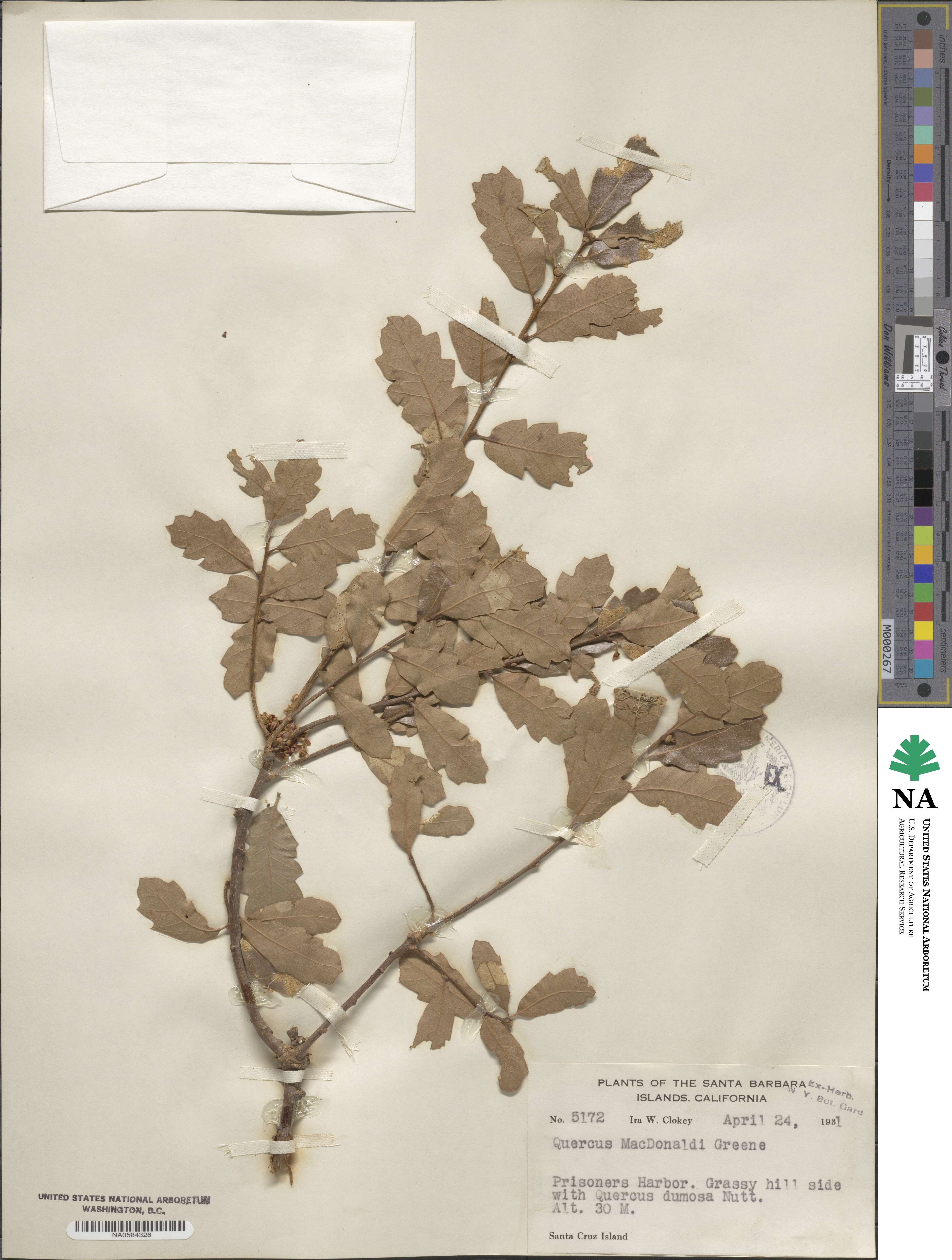 Quercus × macdonaldii image