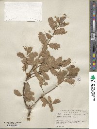 Quercus × macdonaldii image