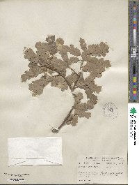 Quercus × macdonaldii image