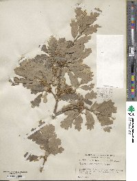 Quercus × macdonaldii image