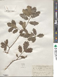 Quercus × macdonaldii image