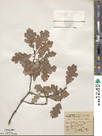 Quercus × macdonaldii image