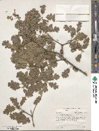 Quercus × macdonaldii image