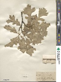 Quercus macrocarpa image