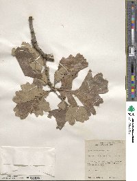 Quercus macrocarpa image