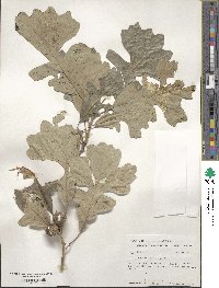 Quercus macrocarpa image