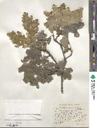 Quercus macrocarpa image