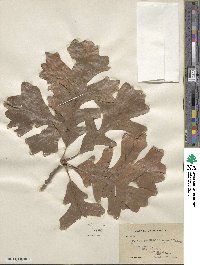 Quercus macrocarpa image