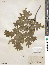 Quercus macrocarpa image