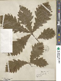 Quercus macrocarpa image