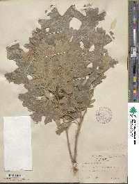 Quercus macrocarpa image