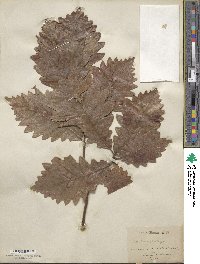 Quercus macrocarpa image