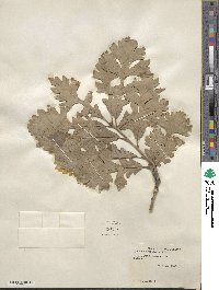 Quercus macrocarpa image