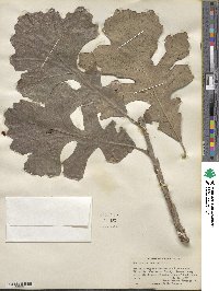 Quercus macrocarpa image