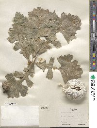 Quercus macrocarpa image