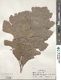 Quercus macrocarpa image