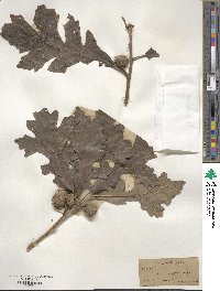 Quercus macrocarpa image