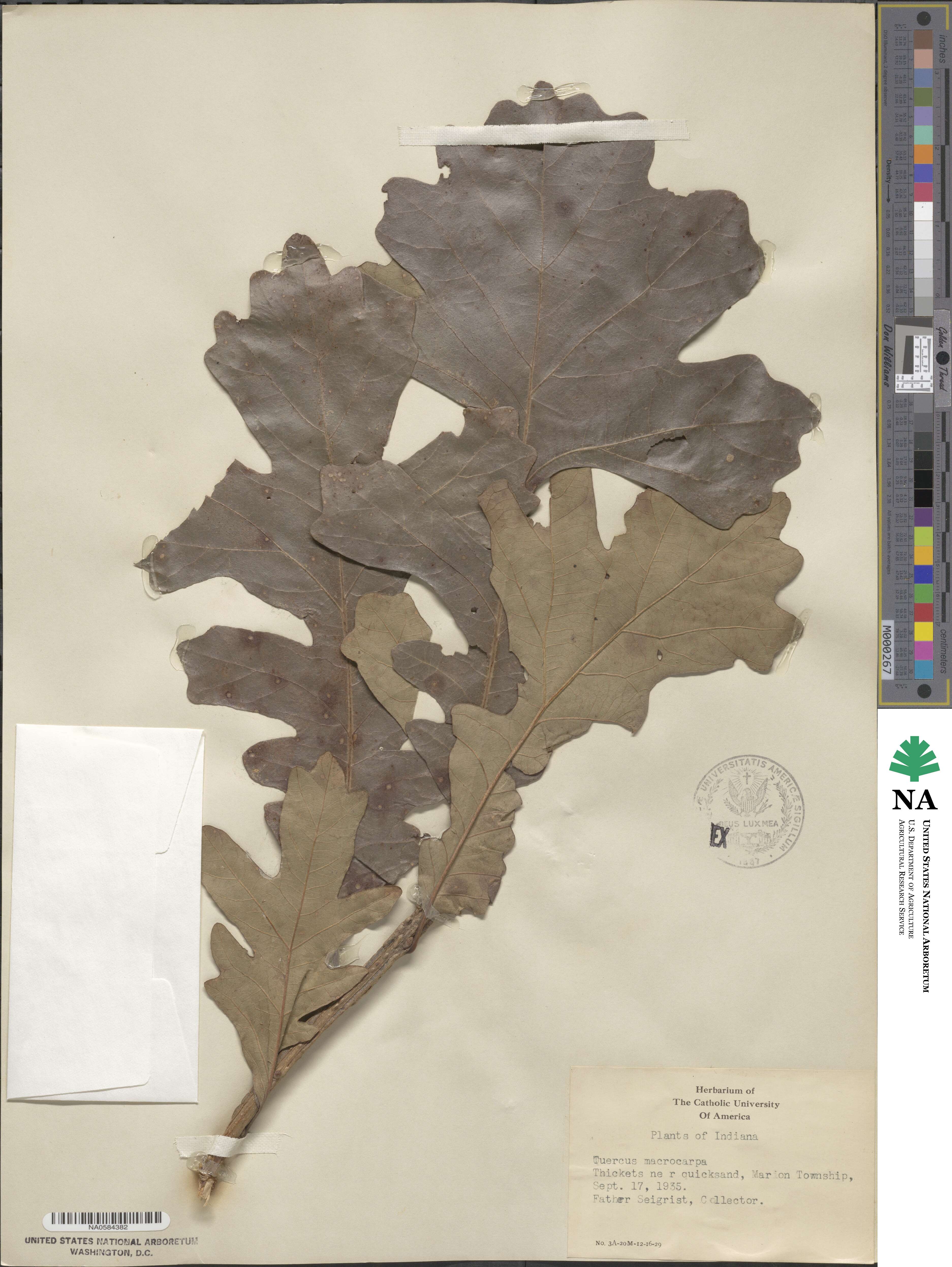 Quercus macrocarpa image