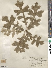 Quercus macrocarpa image