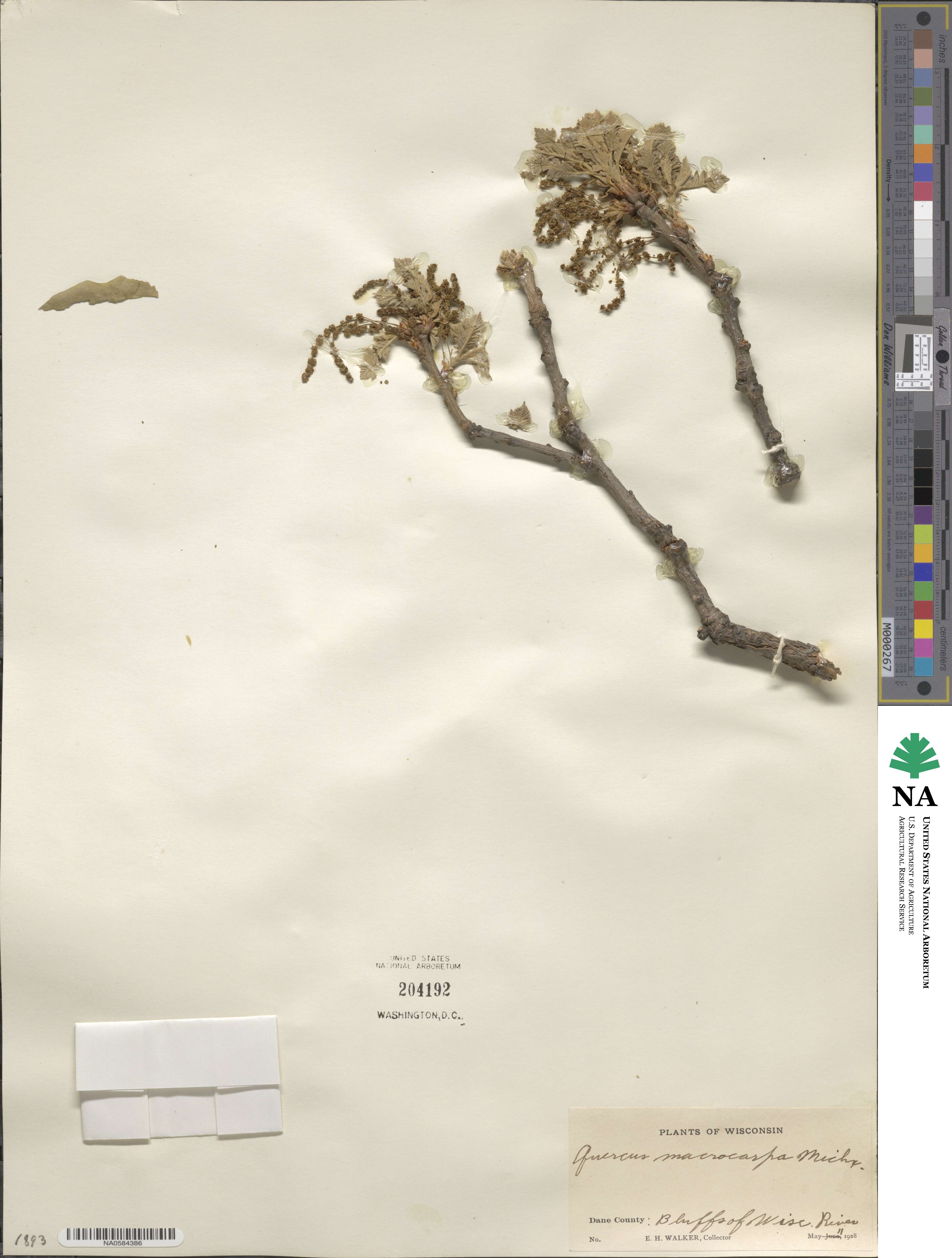 Quercus macrocarpa image