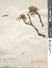 Quercus macrocarpa image