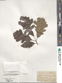 Quercus macrocarpa image