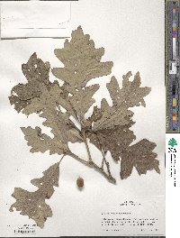 Quercus macrocarpa image