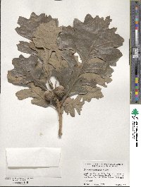 Quercus macrocarpa image