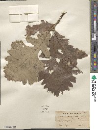 Quercus macrocarpa image