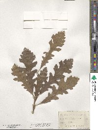 Quercus macrocarpa image